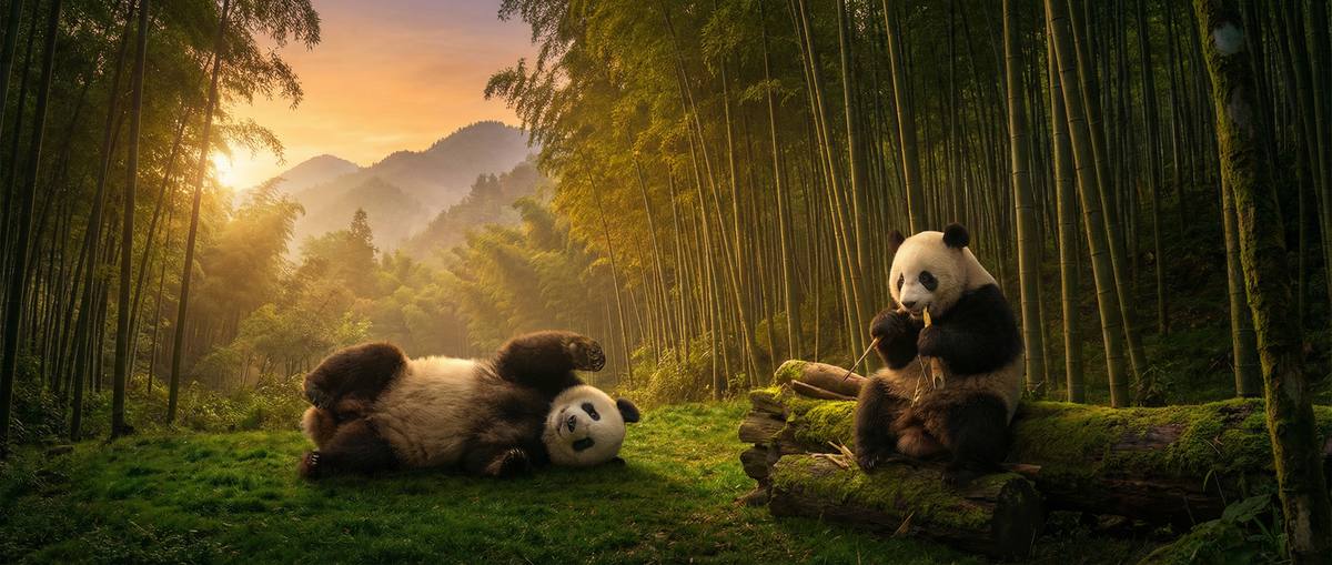 中出竹林熊猫视频