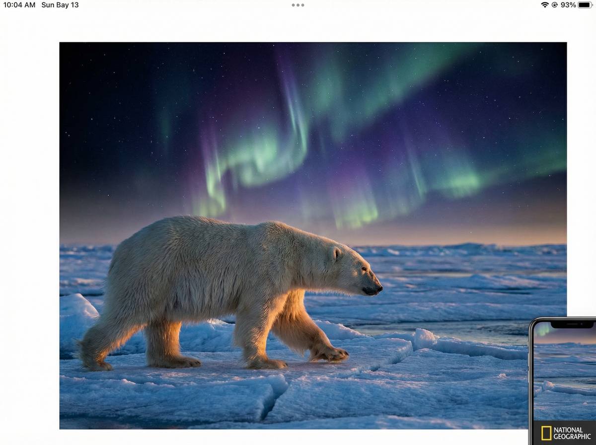 中出北极熊保护视频